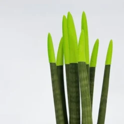 Best Farvet bajonetplante - Sansevieria cylindrica - Højde 20-40cm - ⌀9cm Krukkeplanter Indendørs