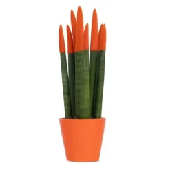 Krukkeplanter Indendørs^Farvet bajonetplante - Sansevieria cylindrica - Højde 20-40cm - ⌀9cm
