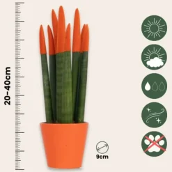 Krukkeplanter Indendørs^Farvet bajonetplante - Sansevieria cylindrica - Højde 20-40cm - ⌀9cm