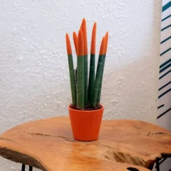 Krukkeplanter Indendørs^Farvet bajonetplante - Sansevieria cylindrica - Højde 20-40cm - ⌀9cm