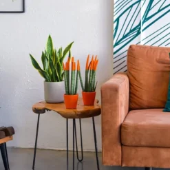 Krukkeplanter Indendørs^Farvet bajonetplante - Sansevieria cylindrica - Højde 20-40cm - ⌀9cm