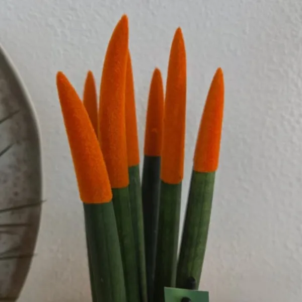 Krukkeplanter Indendørs^Farvet bajonetplante - Sansevieria cylindrica - Højde 20-40cm - ⌀9cm