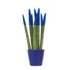 Outlet Farvet bajonetplante - Sansevieria cylindrica - Højde 20-40cm - ⌀9cm Krukkeplanter Indendørs