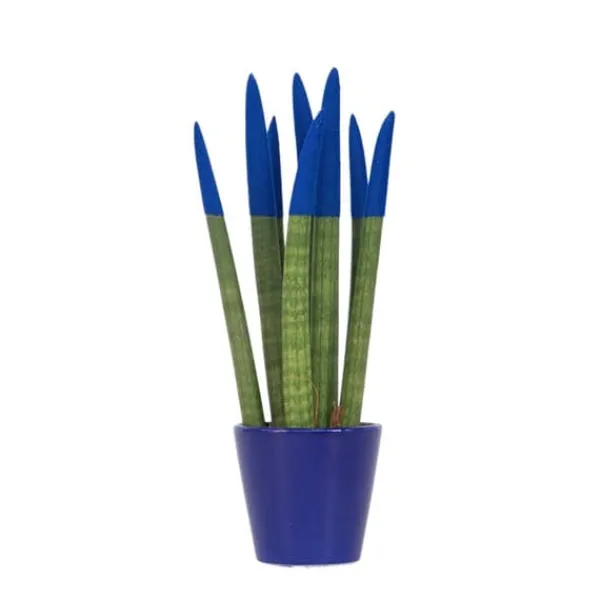 Outlet Farvet bajonetplante - Sansevieria cylindrica - Højde 20-40cm - ⌀9cm Krukkeplanter Indendørs