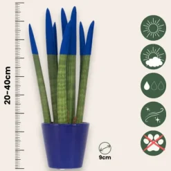 Outlet Farvet bajonetplante - Sansevieria cylindrica - Højde 20-40cm - ⌀9cm Krukkeplanter Indendørs
