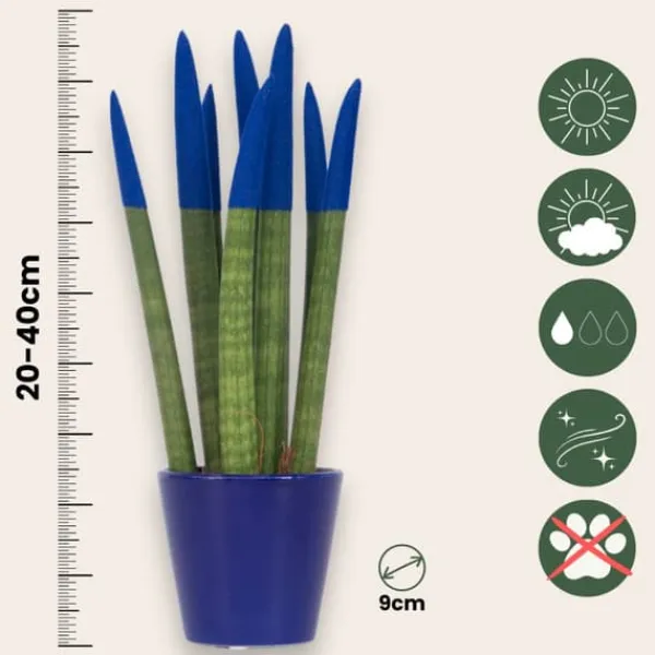 Outlet Farvet bajonetplante - Sansevieria cylindrica - Højde 20-40cm - ⌀9cm Krukkeplanter Indendørs