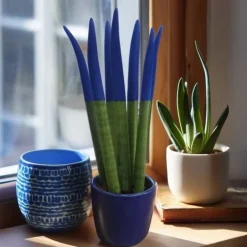 Outlet Farvet bajonetplante - Sansevieria cylindrica - Højde 20-40cm - ⌀9cm Krukkeplanter Indendørs