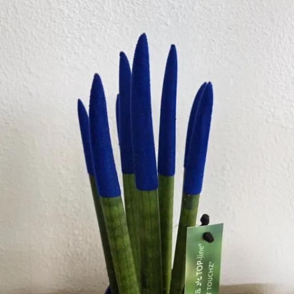 Outlet Farvet bajonetplante - Sansevieria cylindrica - Højde 20-40cm - ⌀9cm Krukkeplanter Indendørs