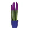 Outlet Farvet bajonetplante - Sansevieria cylindrica - Højde 20-40cm - ⌀9cm Krukkeplanter Indendørs