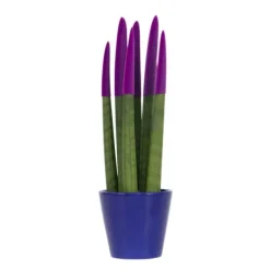 Outlet Farvet bajonetplante - Sansevieria cylindrica - Højde 20-40cm - ⌀9cm Krukkeplanter Indendørs