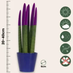 Outlet Farvet bajonetplante - Sansevieria cylindrica - Højde 20-40cm - ⌀9cm Krukkeplanter Indendørs
