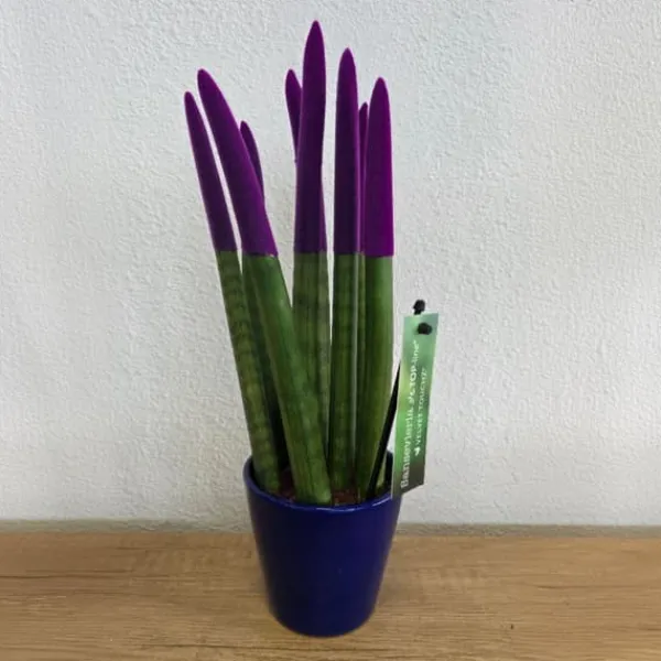 Outlet Farvet bajonetplante - Sansevieria cylindrica - Højde 20-40cm - ⌀9cm Krukkeplanter Indendørs