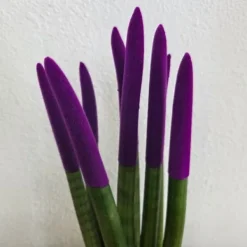 Outlet Farvet bajonetplante - Sansevieria cylindrica - Højde 20-40cm - ⌀9cm Krukkeplanter Indendørs
