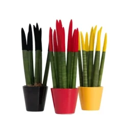 Krukkeplanter Indendørs^Farvet bajonetplante - Sæt med 3 - Sansevieria cylindrica - Højde 20-40cm - ⌀9cm