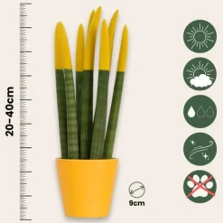 Krukkeplanter Indendørs^Farvet bajonetplante - Sæt med 3 - Sansevieria cylindrica - Højde 20-40cm - ⌀9cm