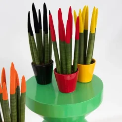Krukkeplanter Indendørs^Farvet bajonetplante - Sæt med 3 - Sansevieria cylindrica - Højde 20-40cm - ⌀9cm