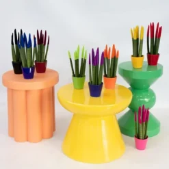Krukkeplanter Indendørs^Farvet bajonetplante - Sæt med 3 - Sansevieria cylindrica - Højde 20-40cm - ⌀9cm