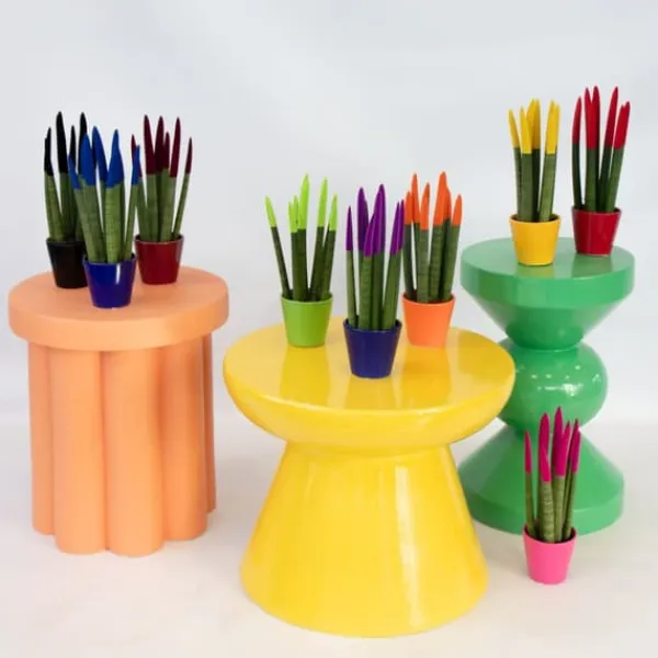 Krukkeplanter Indendørs^Farvet bajonetplante - Sæt med 3 - Sansevieria cylindrica - Højde 20-40cm - ⌀9cm