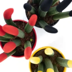 Krukkeplanter Indendørs^Farvet bajonetplante - Sæt med 3 - Sansevieria cylindrica - Højde 20-40cm - ⌀9cm