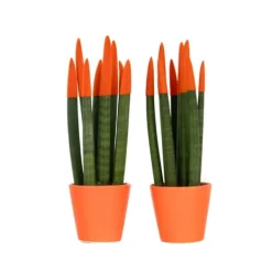 Krukkeplanter Indendørs^Farvet bajonetplante - Sæt med 2 - Sansevieria cylindrica - Højde 20-40cm - ⌀9cm