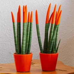 Krukkeplanter Indendørs^Farvet bajonetplante - Sæt med 2 - Sansevieria cylindrica - Højde 20-40cm - ⌀9cm