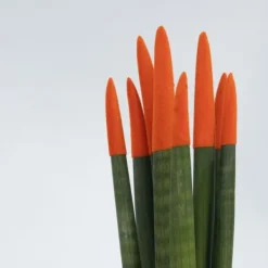 Krukkeplanter Indendørs^Farvet bajonetplante - Sæt med 2 - Sansevieria cylindrica - Højde 20-40cm - ⌀9cm