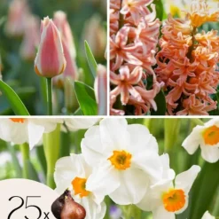Frø^Ferskenblush - Sæt med 25 - Narcissus, Tulipa, Hyacinthus - Blomsterløg