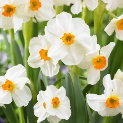 Frø^Ferskenblush - Sæt med 25 - Narcissus, Tulipa, Hyacinthus - Blomsterløg