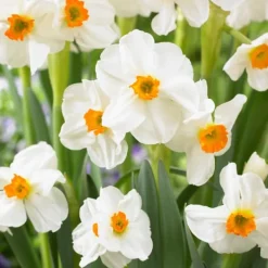 Frø^Ferskenblush - Sæt med 25 - Narcissus, Tulipa, Hyacinthus - Blomsterløg