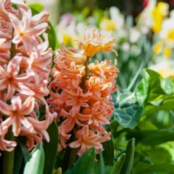 Frø^Ferskenblush - Sæt med 25 - Narcissus, Tulipa, Hyacinthus - Blomsterløg
