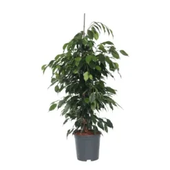 Discount Ficus - Ficus benjamina 'Danielle' - Højde 100-110cm - ⌀21cm Krukkeplanter Indendørs
