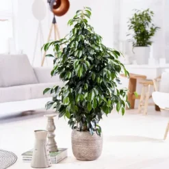 Discount Ficus - Ficus benjamina 'Danielle' - Højde 100-110cm - ⌀21cm Krukkeplanter Indendørs