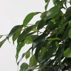 Discount Ficus - Ficus benjamina 'Danielle' - Højde 100-110cm - ⌀21cm Krukkeplanter Indendørs