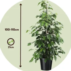 Krukkeplanter Indendørs^Ficus - Ficus benjamina 'Danielle' - Højde 100-110cm - ⌀21cm