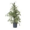 Best Ficus - Ficus Benjamina 'Twilight' - Højde 100-110cm - ⌀21cm Krukkeplanter Indendørs
