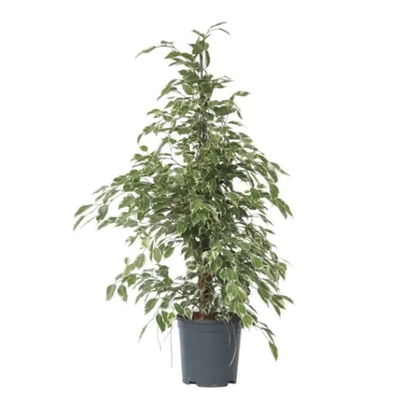 Best Ficus - Ficus Benjamina 'Twilight' - Højde 100-110cm - ⌀21cm Krukkeplanter Indendørs