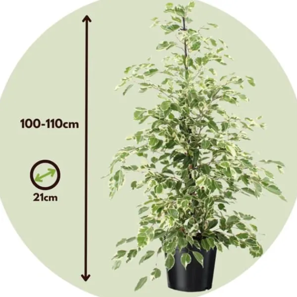 Best Ficus - Ficus Benjamina 'Twilight' - Højde 100-110cm - ⌀21cm Krukkeplanter Indendørs