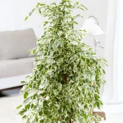 Best Ficus - Ficus Benjamina 'Twilight' - Højde 100-110cm - ⌀21cm Krukkeplanter Indendørs