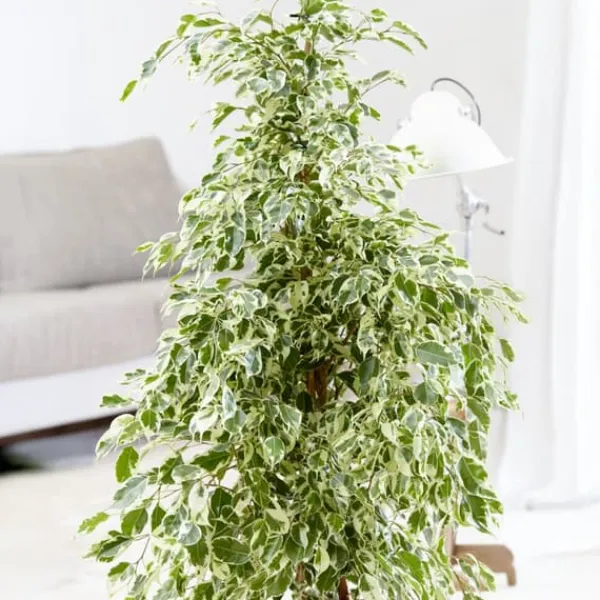 Best Ficus - Ficus Benjamina 'Twilight' - Højde 100-110cm - ⌀21cm Krukkeplanter Indendørs