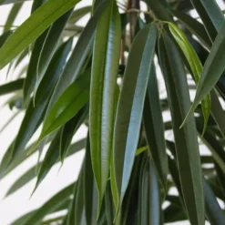 Krukkeplanter Indendørs^Ficus - Ficus binnendijkii - Højde 100-110cm - ⌀21cm