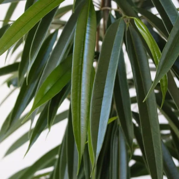 Krukkeplanter Indendørs^Ficus - Ficus binnendijkii - Højde 100-110cm - ⌀21cm