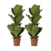 Ficus Lyrata 'Violin blad plante' - x2 - Stueplante - ø21cm - Højde 70-90cm Krukkeplanter Indendørs