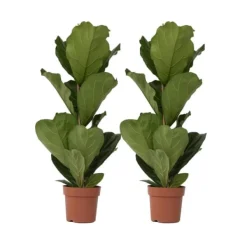 Ficus Lyrata 'Violin blad plante' - x2 - Stueplante - ø21cm - Højde 70-90cm Krukkeplanter Indendørs