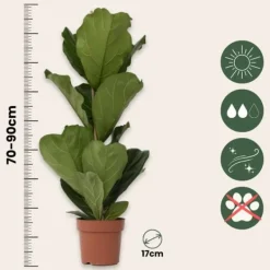 Ficus Lyrata 'Violin blad plante' - x2 - Stueplante - ø21cm - Højde 70-90cm Krukkeplanter Indendørs