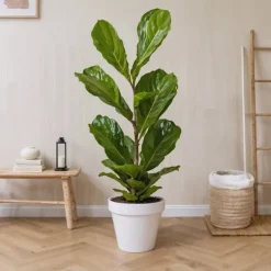 Ficus Lyrata 'Violin blad plante' - x2 - Stueplante - ø21cm - Højde 70-90cm Krukkeplanter Indendørs