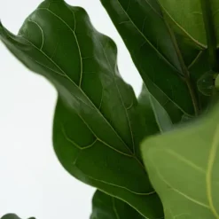 Ficus Lyrata 'Violin blad plante' - x2 - Stueplante - ø21cm - Højde 70-90cm Krukkeplanter Indendørs