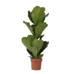 Krukkeplanter Indendørs^Ficus Lyrata 'Violin blad plante' - Stueplante - ø21cm - Højde 70-90cm