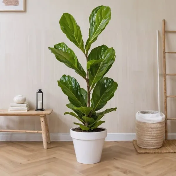 Krukkeplanter Indendørs^Ficus Lyrata 'Violin blad plante' - Stueplante - ø21cm - Højde 70-90cm