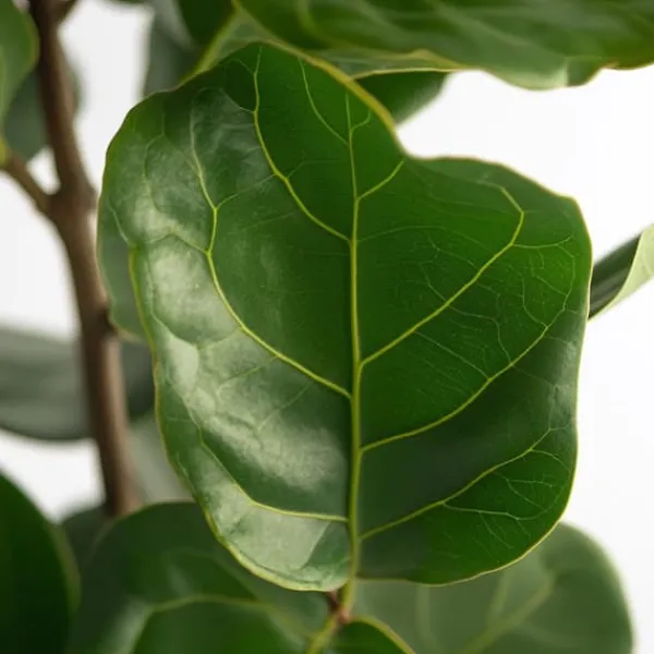 Krukkeplanter Indendørs^Ficus Lyrata 'Violin blad plante' - Stueplante - ø21cm - Højde 70-90cm