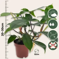 Discount Filodendron - Philodendron 'Florida Green' - Højde 20-30cm - ⌀12cm Krukkeplanter Indendørs